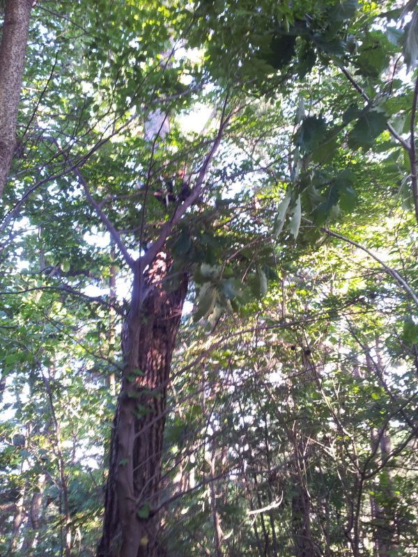 20120729_175418.jpg