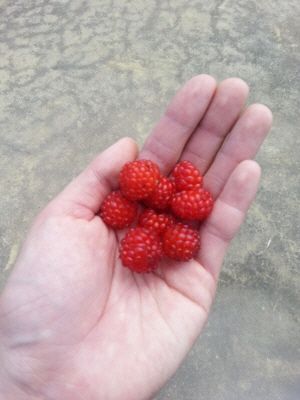 20130629_110409.jpg