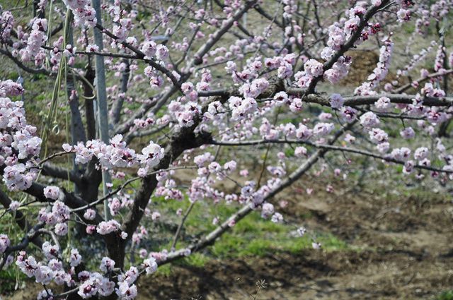 _DSC0171.jpg