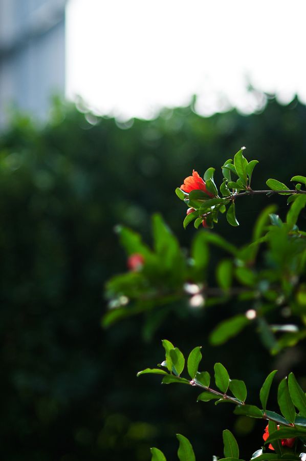 _D303292.jpg