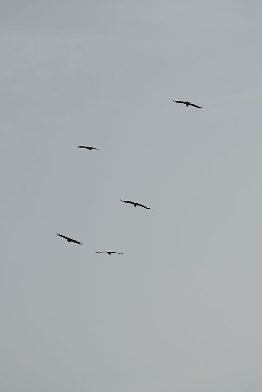 DSC_0077.jpg
