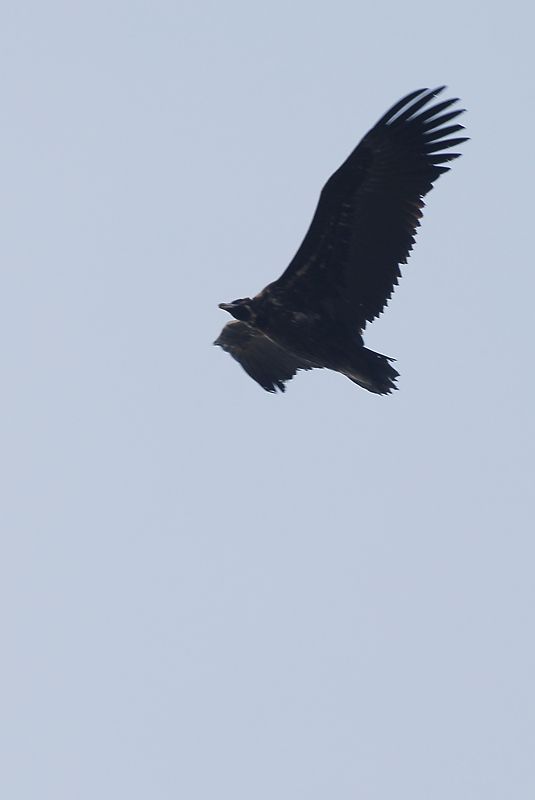 DSC_0102.jpg