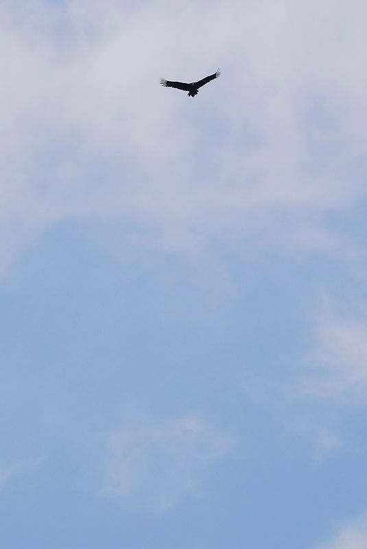 DSC_0060.jpg