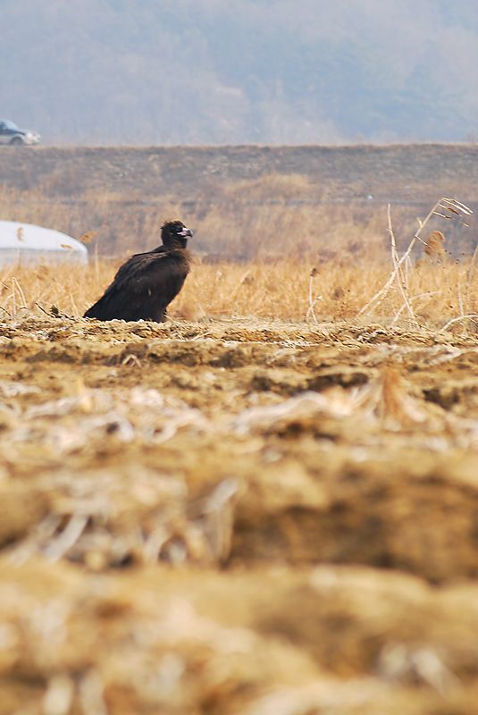 DSC_0045.jpg