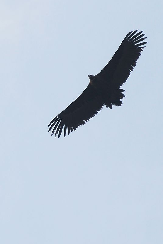 DSC_0068.jpg