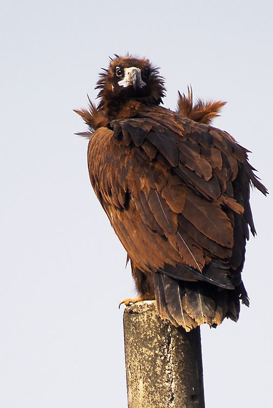 DSC_01.jpg