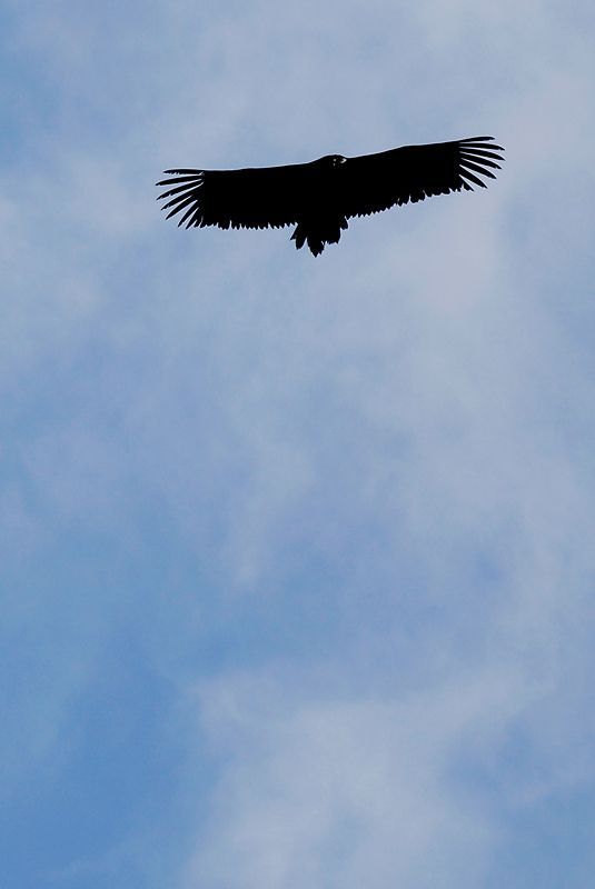 DSC_0066.jpg