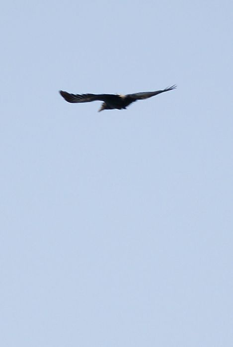 DSC_8518.jpg