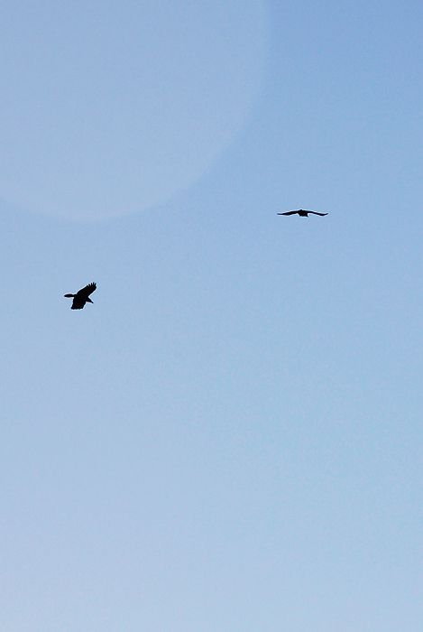 DSC_8497.jpg