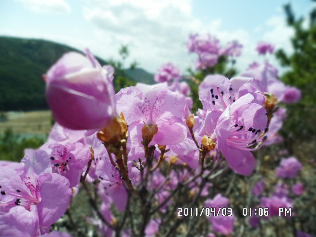 SAM_0208.JPG